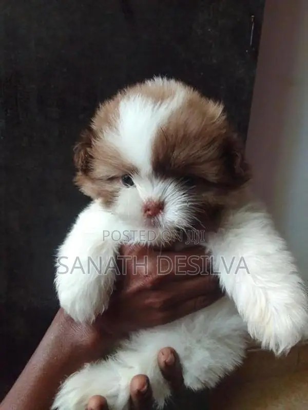 Shih Tzu Puppies