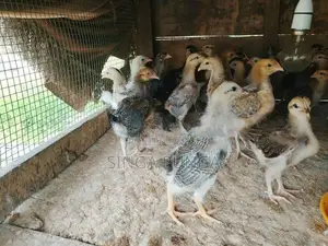 கோழி குஞ்சு