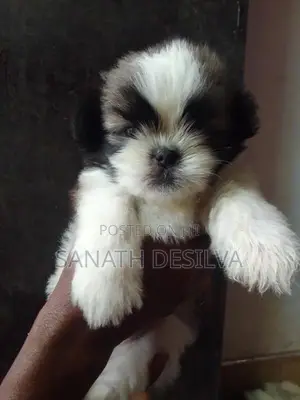 Shih Tzu Puppies