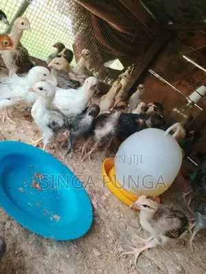 கோழி குஞ்சு