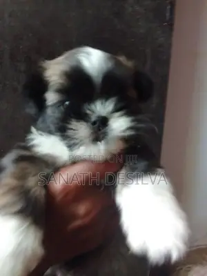 Shih Tzu Puppies