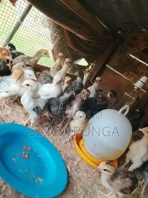 கோழி குஞ்சு