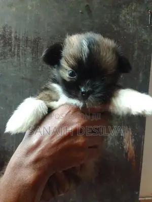 Shih Tzu Puppies