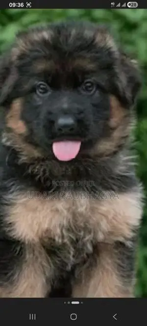 German Shepherd Puppies