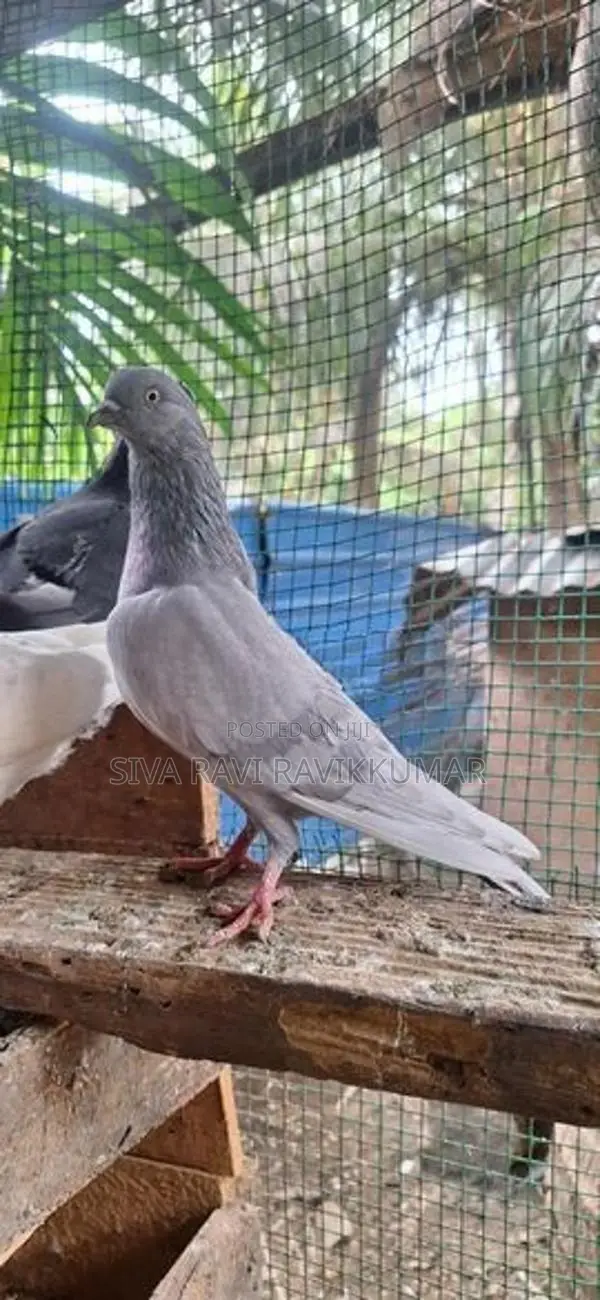 Raming pigeon