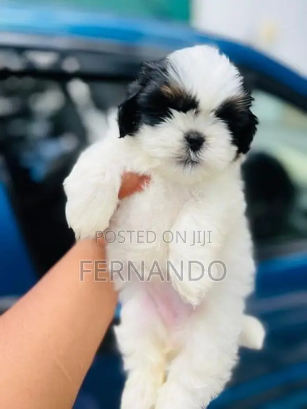 Shih Tzu Puppies