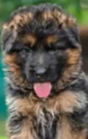German Shepherd Puppies