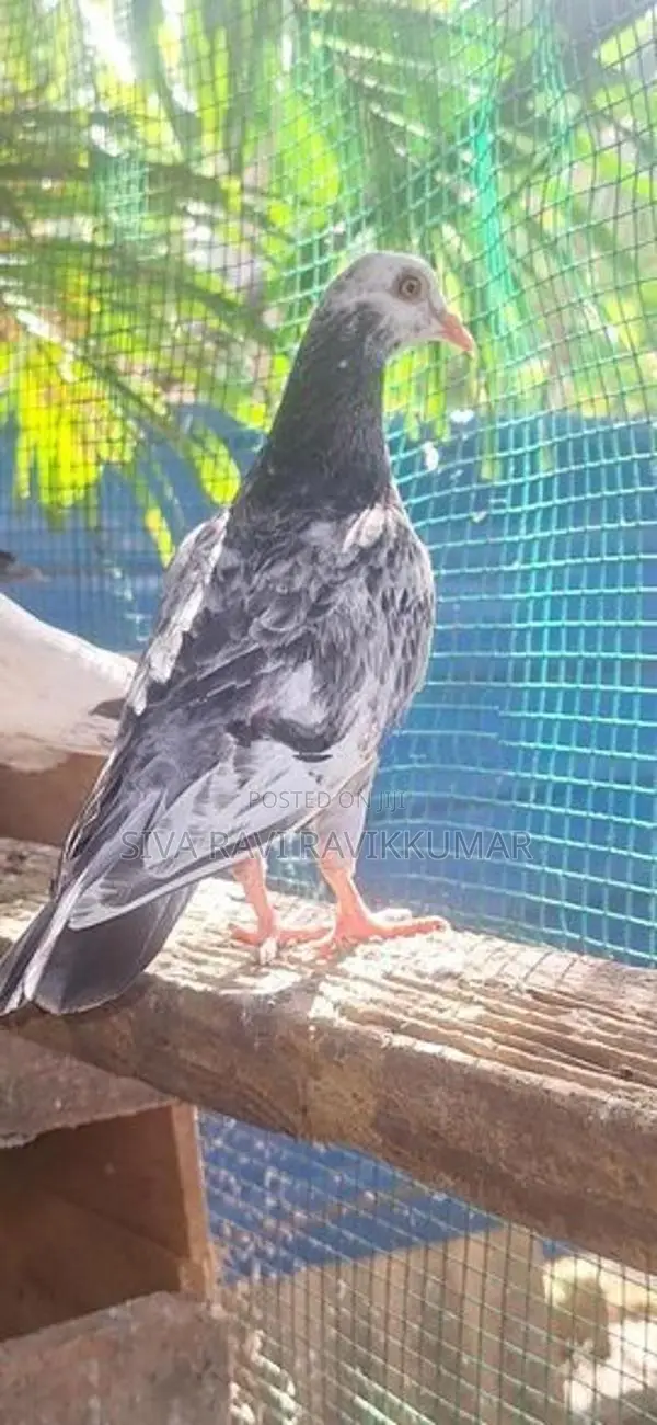 Raming pigeon