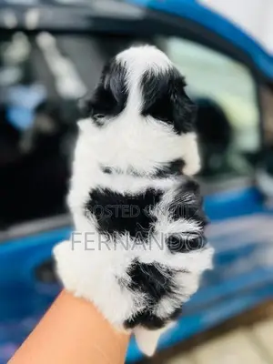 Shih Tzu Puppies