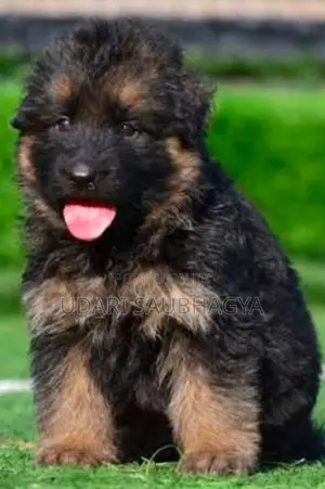 German Shepherd Puppies