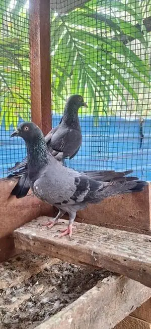 Raming pigeon