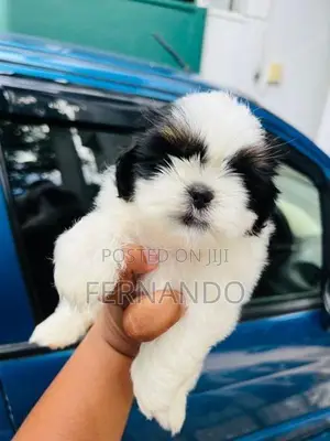 Shih Tzu Puppies