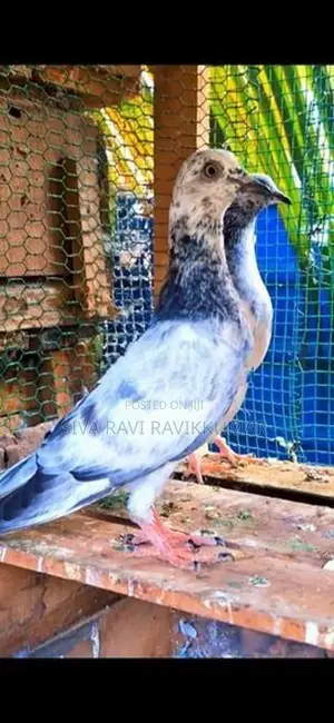 Raming pigeon