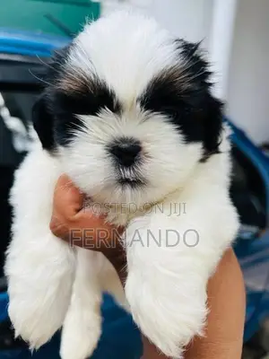 Shih Tzu Puppies
