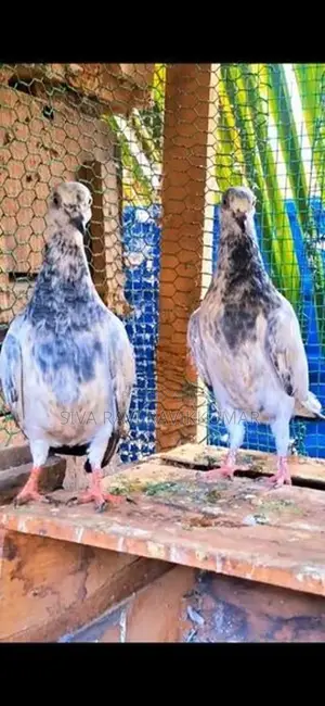 Raming pigeon