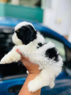 Shih Tzu Puppies