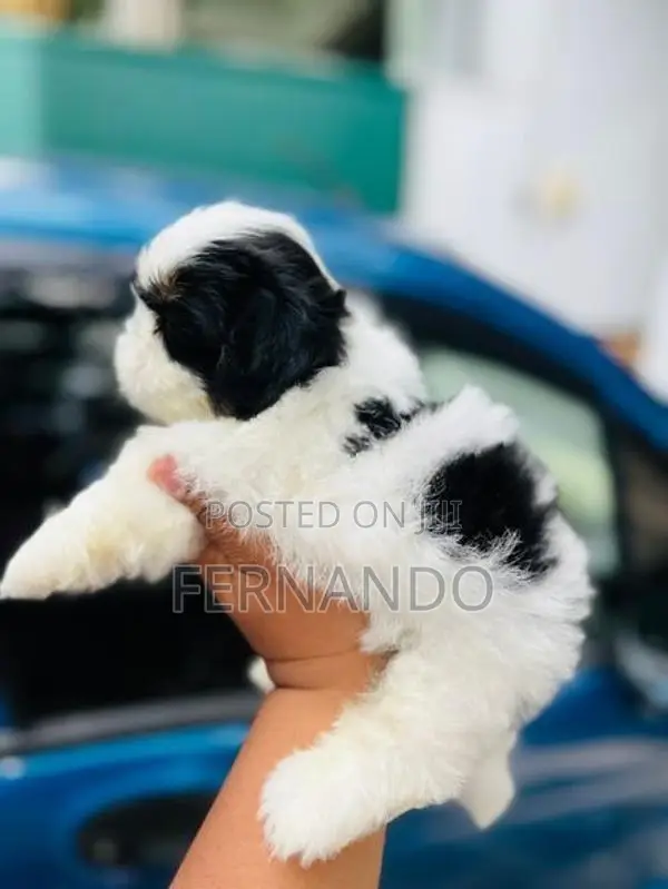 Shih Tzu Puppies