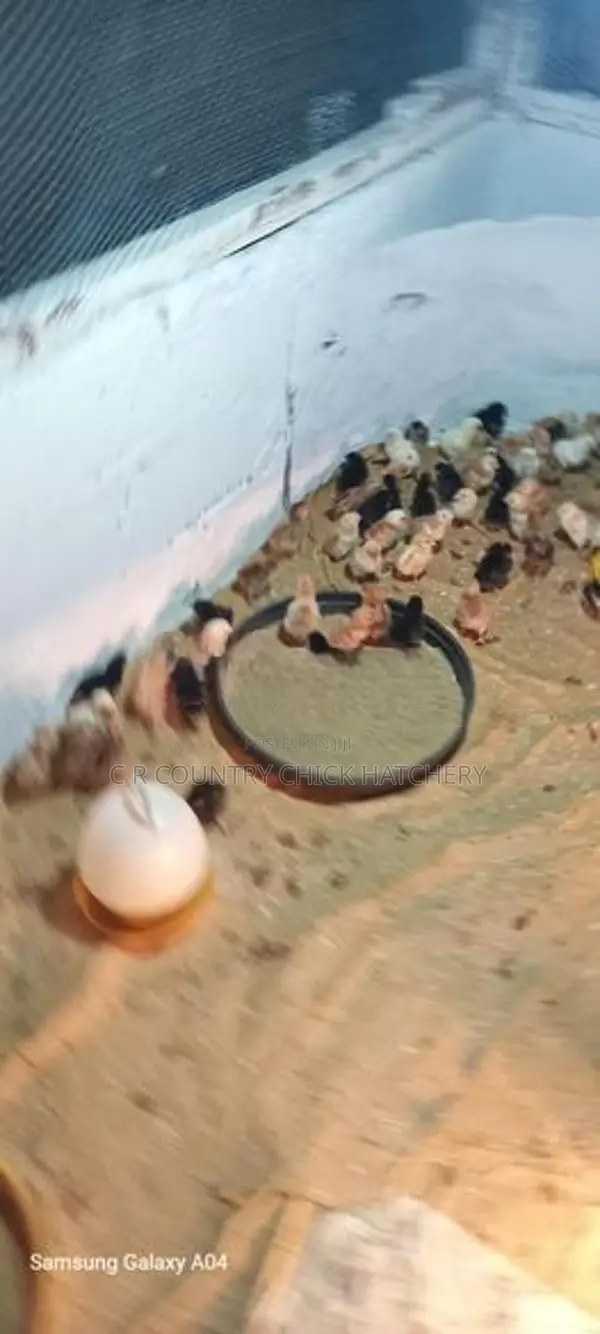 ஊர் கோழி குஞ்சு
