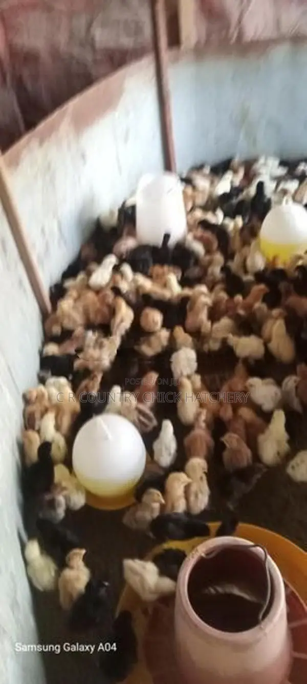 ஊர் கோழி குஞ்சு