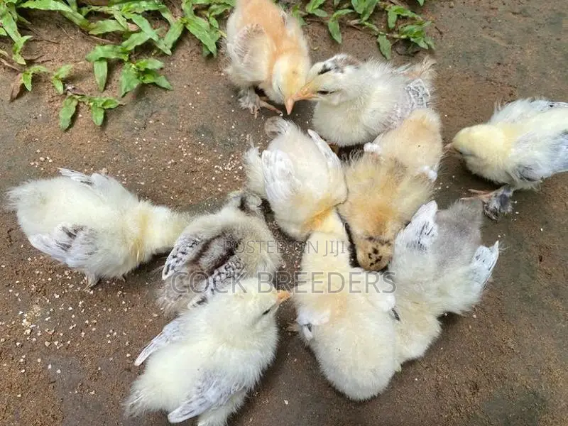 Brahma Chicken