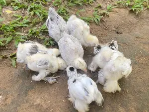 Brahma Chicken