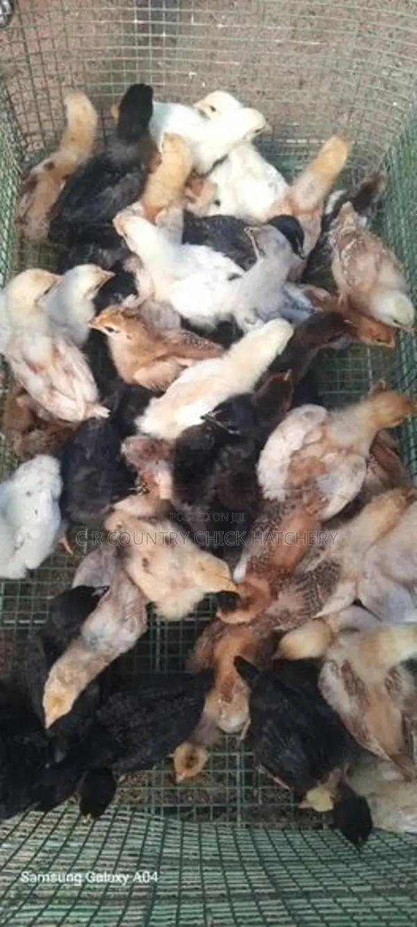 ஊர் கோழி குஞ்சு