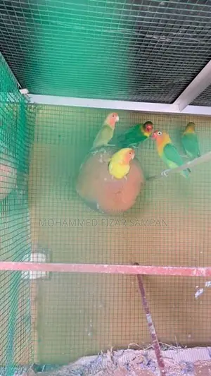 African Love Birds