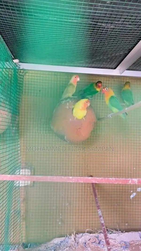 African Love Birds