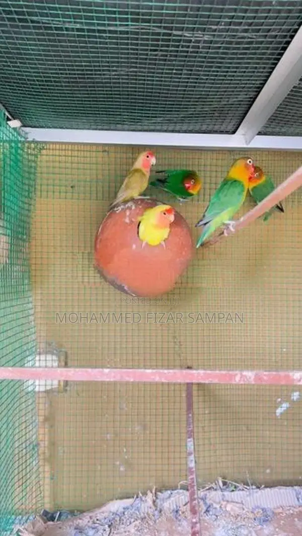 African Love Birds