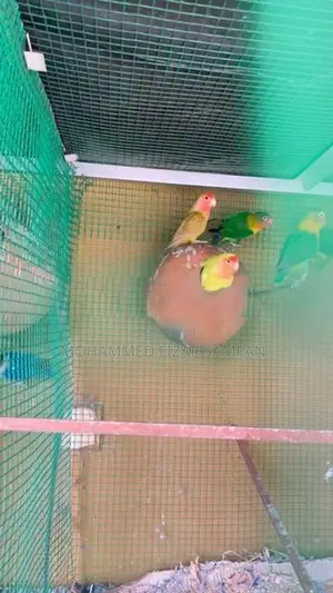 African Love Birds
