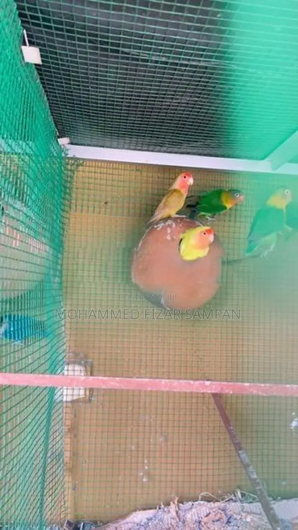 African Love Birds