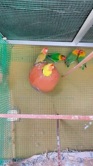 African Love Birds