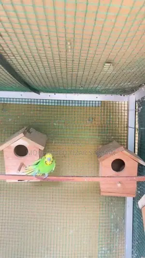Love Birds