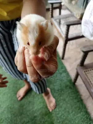 Syrian Hamster