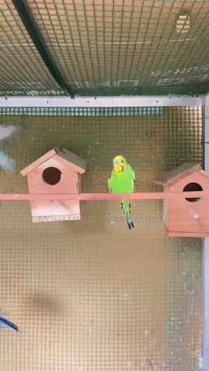 Love Birds