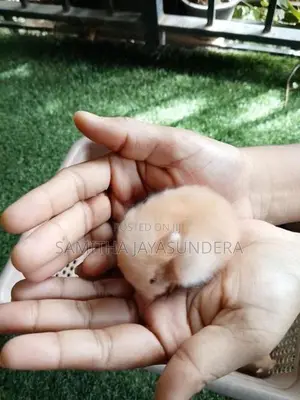 Syrian Hamster
