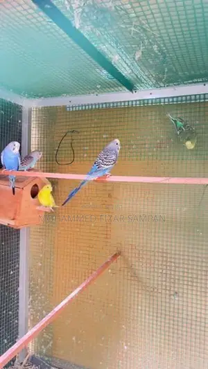 Love Birds