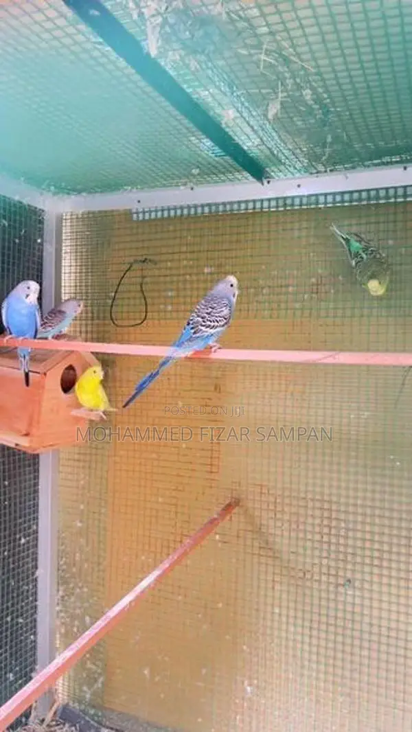 Love Birds