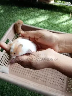 Syrian Hamster