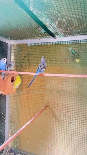 Love Birds