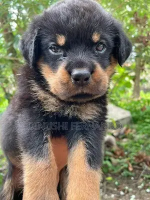 Rottweiler Puppy