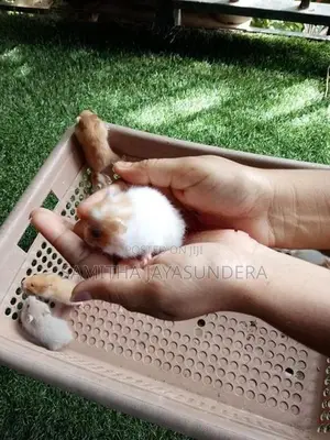 Syrian Hamster