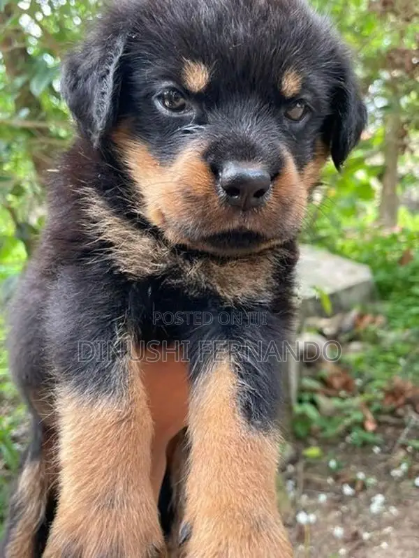 Rottweiler Puppy