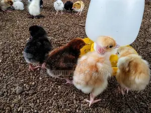 Country Chicks