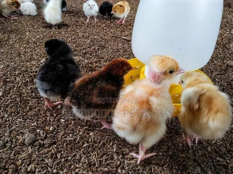 Country Chicks