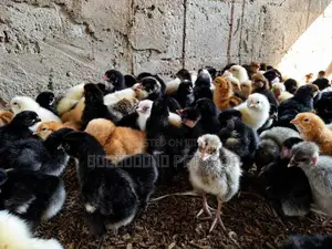 Country Chicks