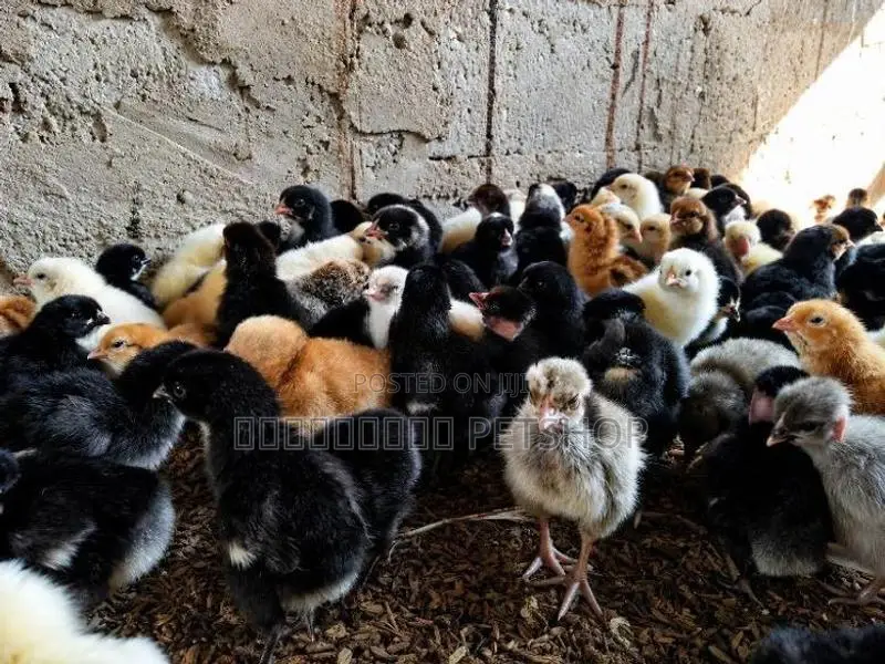 Country Chicks