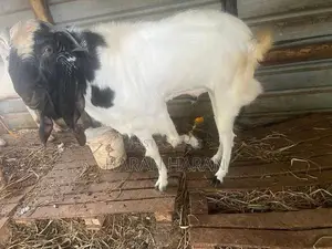 Male Goat