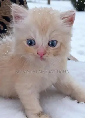 Persian cats