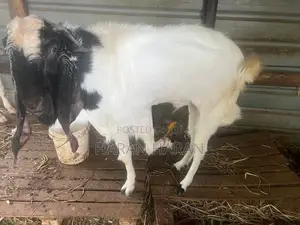 Male Goat